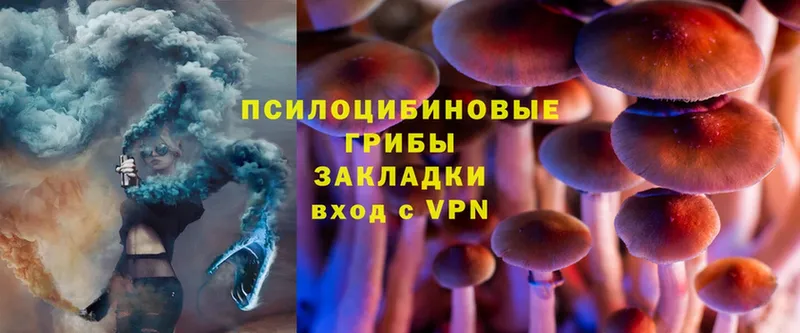 Галлюциногенные грибы Cubensis  Выборг 